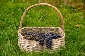 Fototapeta na wymiar A wicker basket of grapes sits on the bright green grass