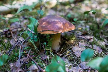 Boletus edulis growing in forest. King boletus in green moss.