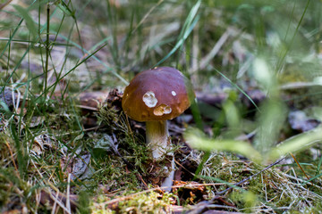 Boletus edulis growing in forest. King boletus in green moss.