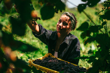 Young woman harvesting blackberries 