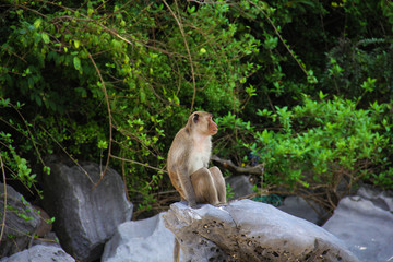 Funny monkey in wildlife close up animal portrait photo