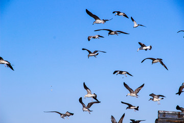 Lots of Seagulls fly freely clear blue sky in Istanbul, Turkey
