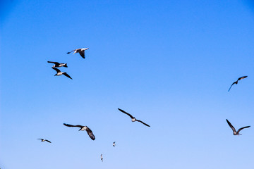 Lots of Seagulls fly freely clear blue sky in Istanbul, Turkey