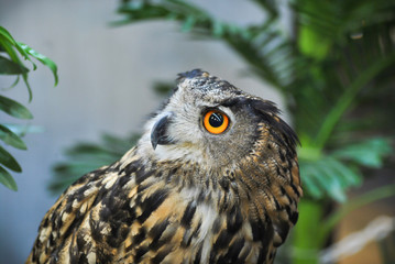 Owl in Japan taken at an owl cafe.