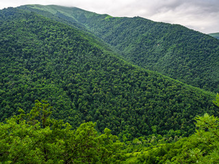 Fototapeta premium High mountain with trees growing on its slopes