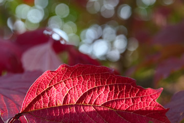 red viburnum leaves in the autumn sun with blurred background