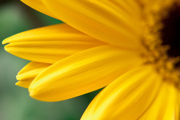 closeup of yellow flower