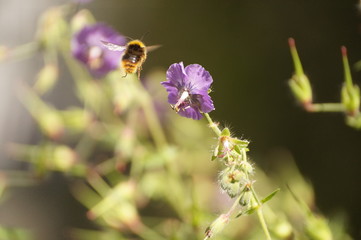 bee on flower