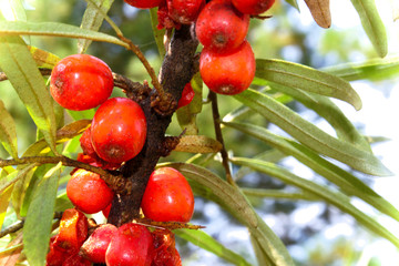 branch of ripe sea buckthorn