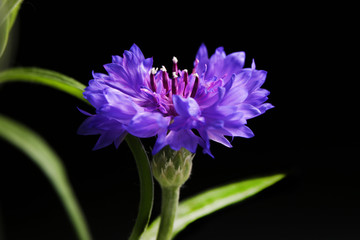 Cornflower plant close up beautiful blue flower macro photo