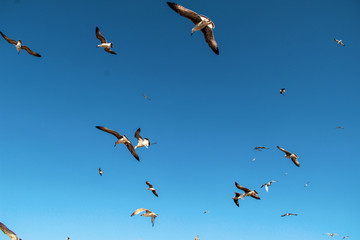 Lots of Seagulls fly freely clear blue sky in Istanbul, Turkey
