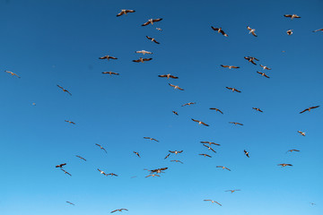 Lots of Seagulls fly freely clear blue sky in Istanbul, Turkey