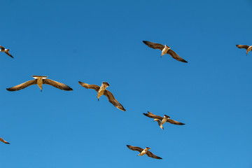 Lots of Seagulls fly freely clear blue sky in Istanbul, Turkey