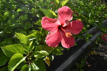 ハイビスカス