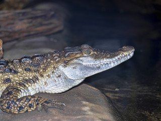 Naklejka premium Philippine crocodile, Crocodylus mindorensis, is one of the rarest crocodiles