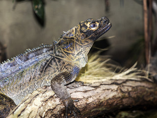 Philippine sailfin lizard, Hydrosaurus pustulatus, is a large agama bound to water