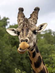 Portrait of a curious Baringo Giraffe, Giraffa camelopardalis Rothschildi