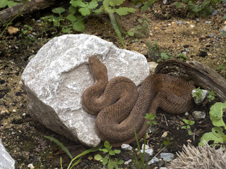Cyclades blunt-nosed, Macrovipera schweizeri, is Europe's largest poisonous snake