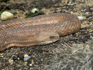 Cyclades blunt-nosed, Macrovipera schweizeri, is Europe's largest poisonous snake
