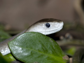 africa,african,animal,bite,black,black mamba,closeup,dangerous,deadly,dendroaspis,dendroaspis polylepis,eye,fauna,head,macro,mamba,nature,neurotoxic,polylepis,reptile,scary,serpent,snake,tropical,veno