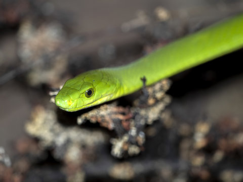 Green mamba, Dendroaspis angusticeps intermedius, is a dangerous poisonous snake