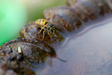 Wespe im Spiegel der Wassertränke