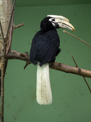 Plawan hornbil, Anthracocerus marchei, is a rare hornbill © vladislav333222