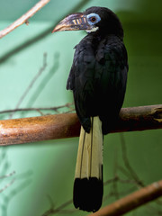 Visayan Tarictic dating in Hornbill, Penelopides. panini, is a rare hornbill © vladislav333222