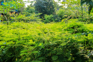 Cha-om vegetables in the evening light