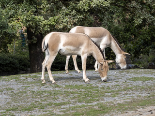 Naklejka na ściany i meble The Turkmenian kulan, Equus hemionus kulan, is a rare Asian donkey