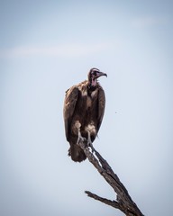 Buitre / Vulture