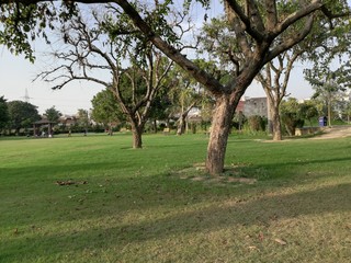 trees in park