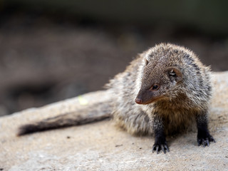 Banded mongoose, Mungos mungo, are very nimble beasts