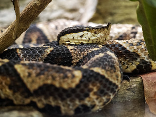Deinagkistrodon acutus, Chinese Moccasin, is a dangerous poisonous snake