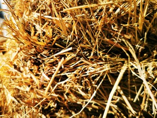 Texture of the Hay Straw, grass. Close-up photo
