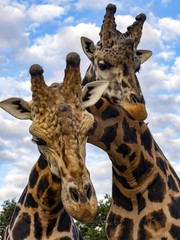 Portrait of a curious Baringo Giraffe, Giraffa camelopardalis Rothschildi