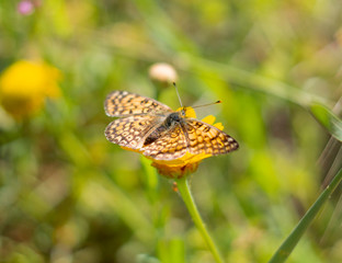 Beautiful butterfly Painted lady butterfly (Vanessa cardui) closeup on yellow Daisy flower