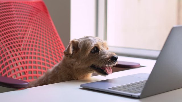 Dog watching laptop computer
