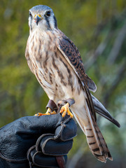 Female American Kestrel Falcon feeding