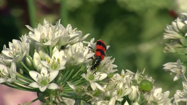 Weiße Blüten des Schnittknoblauchs und ein Bienenkäfer