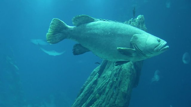 large grouper fish swimming footage 