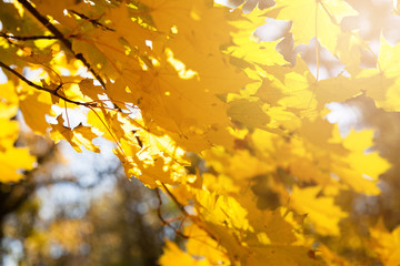 autumn tree with yellow leaves