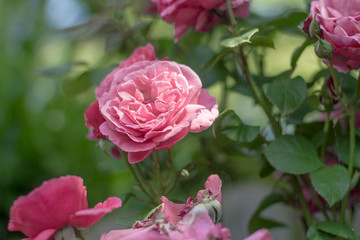 Gartenrose