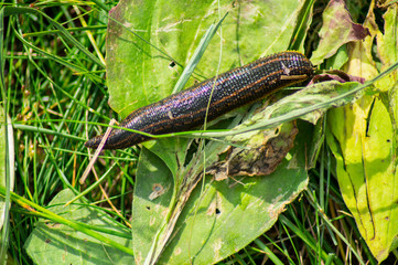 Beautiful black with yellow oblong stripes on green leaves, grass leech.Photo.Landscape, image.