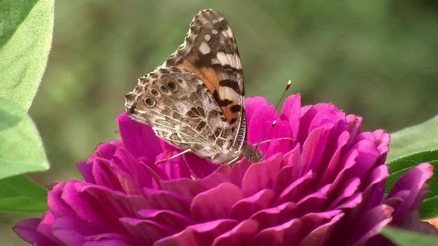 Distelfalter (Schmetterling) und rosa Zinnie