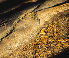 exposed root of a tree on forest ground