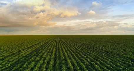 Fotobehang Cotton field, open field with blue sky aerial photo © Lourenço Furtado