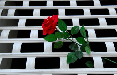 15.01.2008 Rose ein einem Gitter