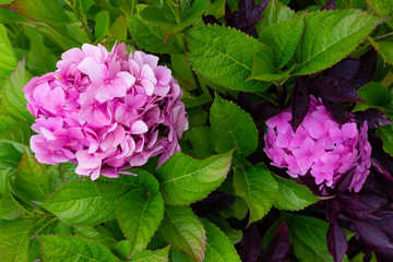 Pink large beautiful hydrangea flowers on a background of green leaves on a summer day. Pink hydrangea close-up.