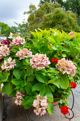 Light pink large beautiful hydrangea flowers on a background of green leaves in the garden on a summer day. Pink, white hydrangea close-up.